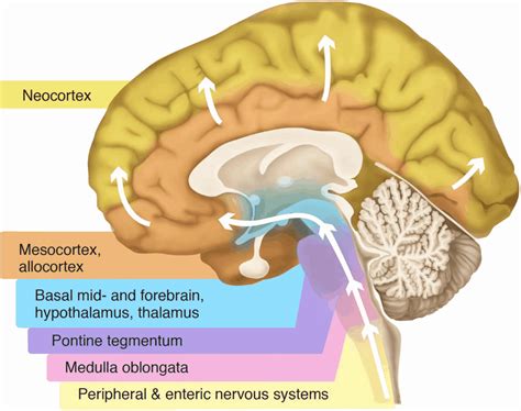 neo cortex|neocortex function.